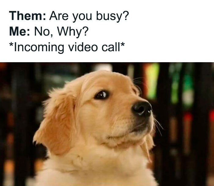 Adorable puppy surprised by sudden video call, capturing humorous, relatable moment of being caught off guard.