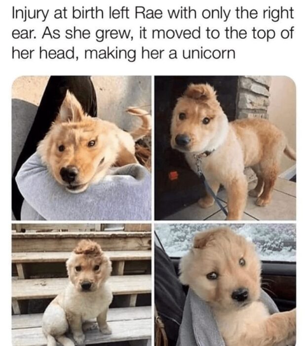 Cute fluffy dog Rae with one ear, resembling a unicorn, in cozy home photos.
