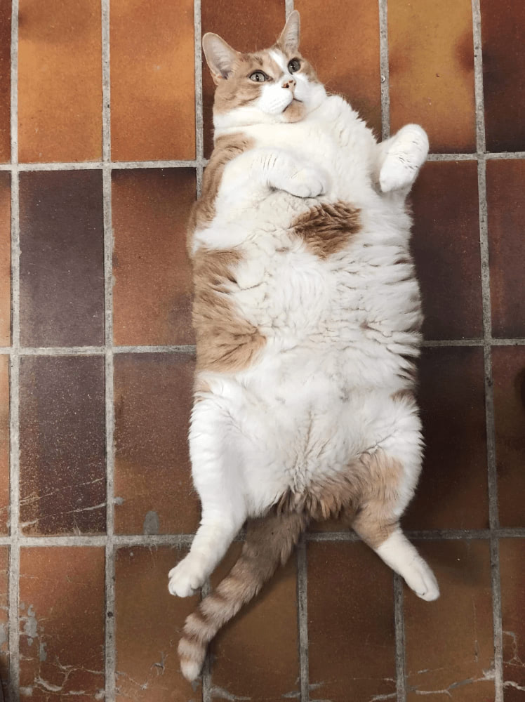 Relaxed fluffy cat lying on rustic tiled floor, cute and comfortable pet photo.