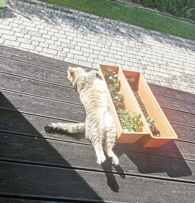 Relaxed cat lounging on wooden deck with planters and lush garden greenery.
