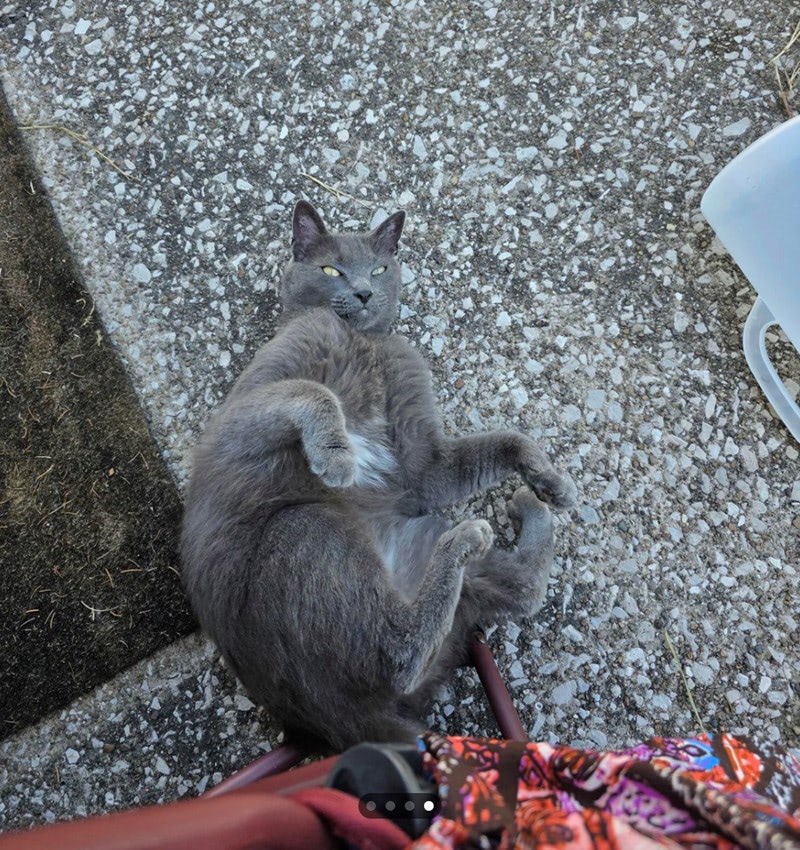 Relaxed gray cat lying on gravel outdoors with green eyes and playful pose.