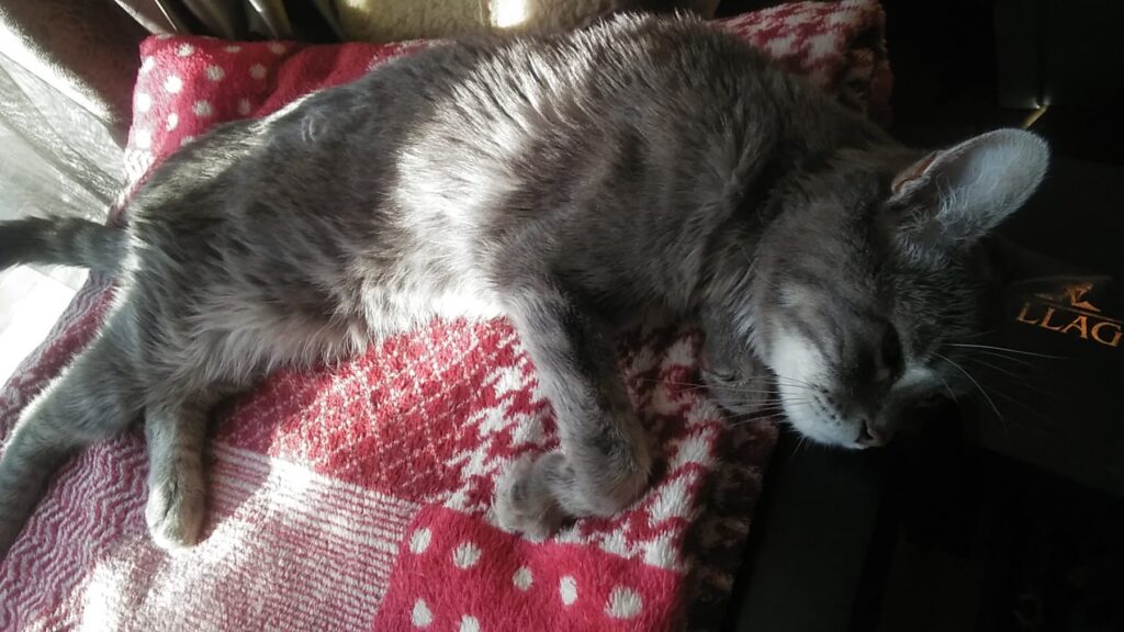 Relaxed gray tabby cat resting on colorful patchwork blanket in cozy home setting.