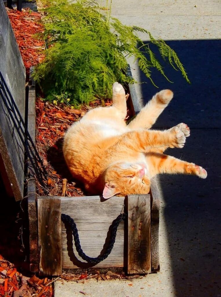 Relaxed orange cat basking in sunlight in a wooden planter with greenery and garden background.