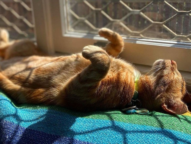 25 Cat Memes for Sun, Jul 13