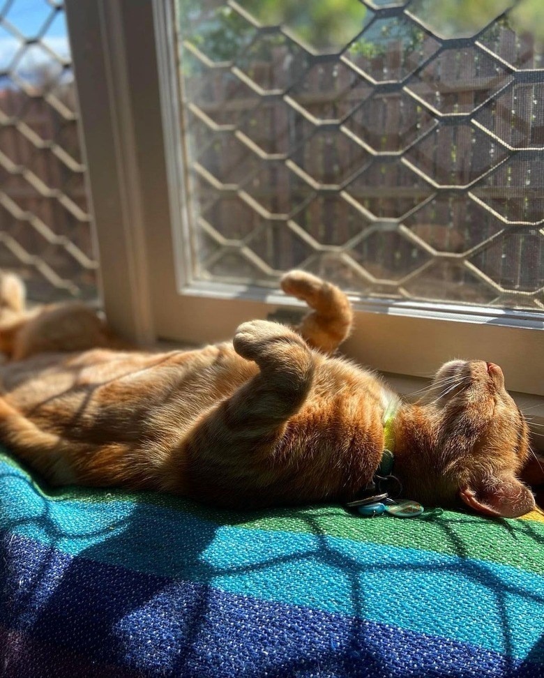 Relaxed orange tabby cat basking on colorful blanket by sunny window in a cozy home.