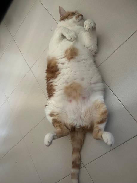 Relaxed orange and white cat lying on tiled floor in a cozy, peaceful pose.