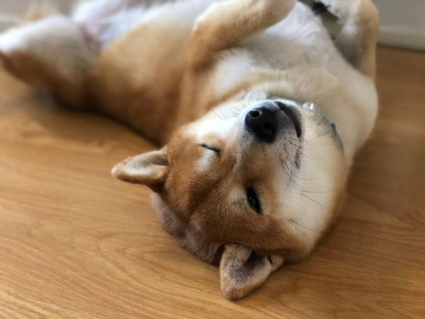 Adorable Shiba Inu relaxing on wooden floor, cozy, playful, and contentful pet moment.