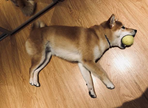 Relaxed Shiba Inu dog lying on wooden floor with a tennis ball, showcasing breed features and peaceful scene.