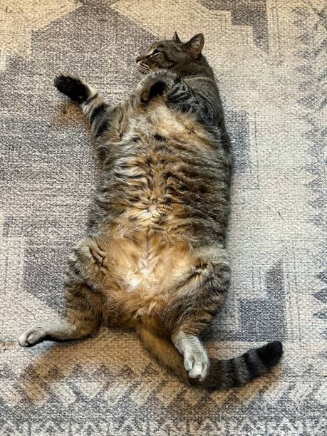 Relaxed tabby cat lying on patterned area rug, cozy and content in a home setting.