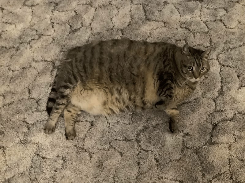 Relaxed tabby cat lying on cozy plush carpet with amber eyes and soft striped fur.