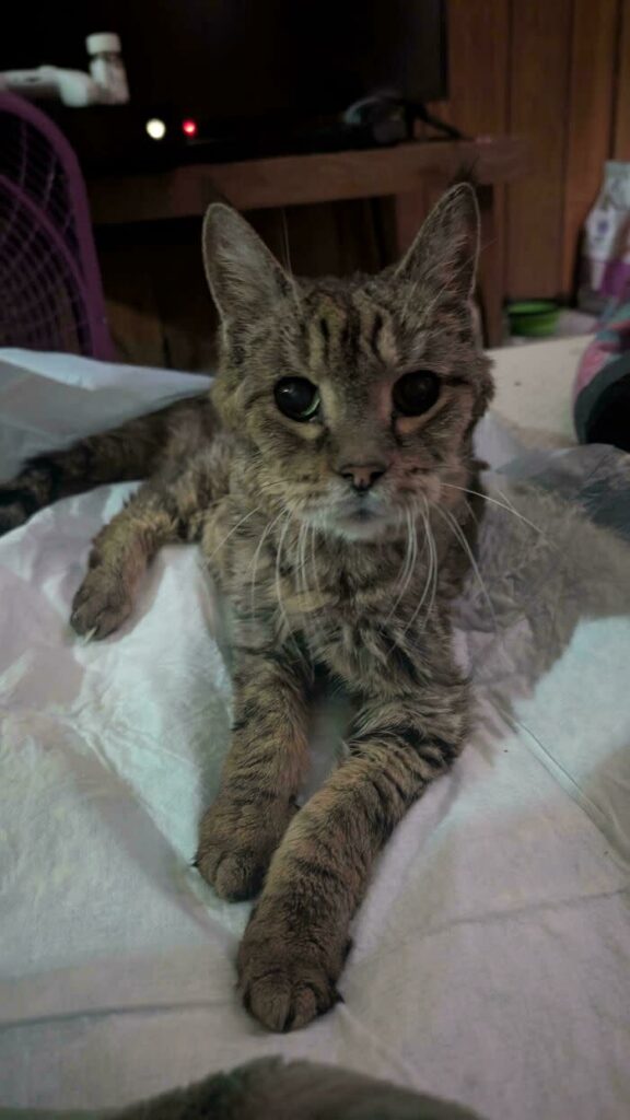 Relaxed tabby cat with expressive eyes resting on soft bedding in cozy home setting.