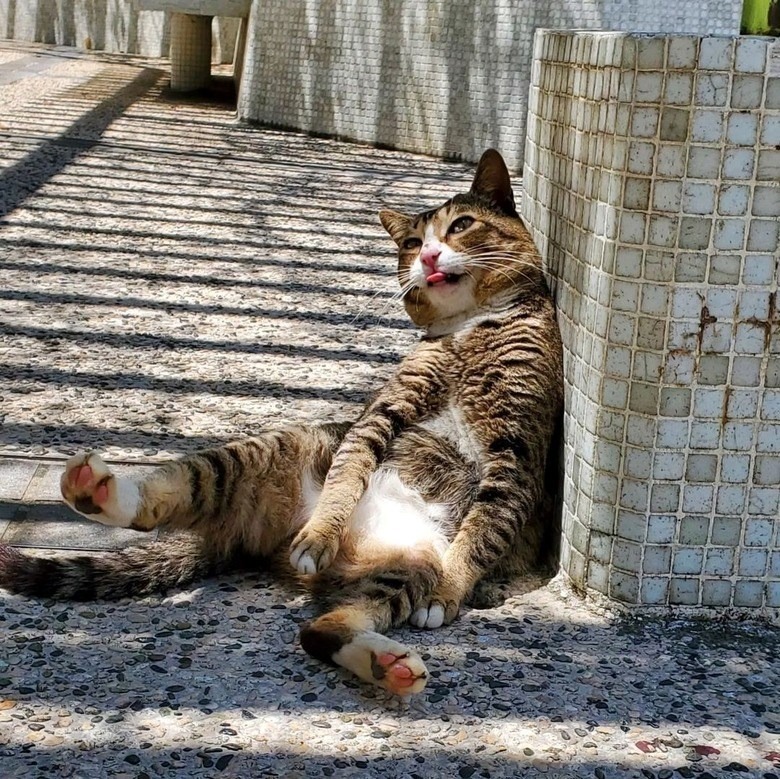 Relaxed brown tabby cat basking in sunlight on a pebble outdoor surface.