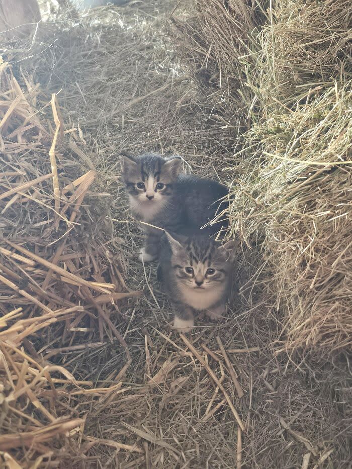 Adorable tabby kittens exploring hay bales in rustic farm setting with warm sunlight.