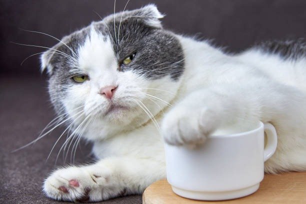 Adorable Scottish Fold cat relaxing with a cup in a cozy indoor setting.