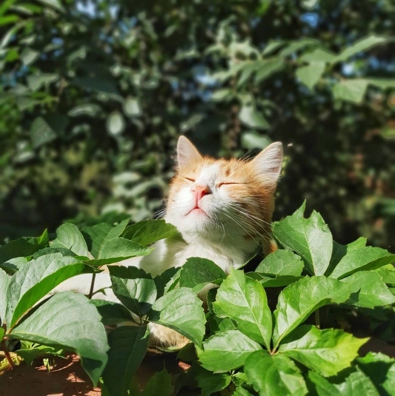 Miniature cat resting peacefully among lush green garden leaves on a sunny day.