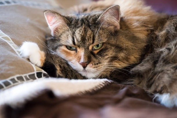 Relaxed cat resting on cozy pillows with green eyes and soft fur in a warm home setting.
