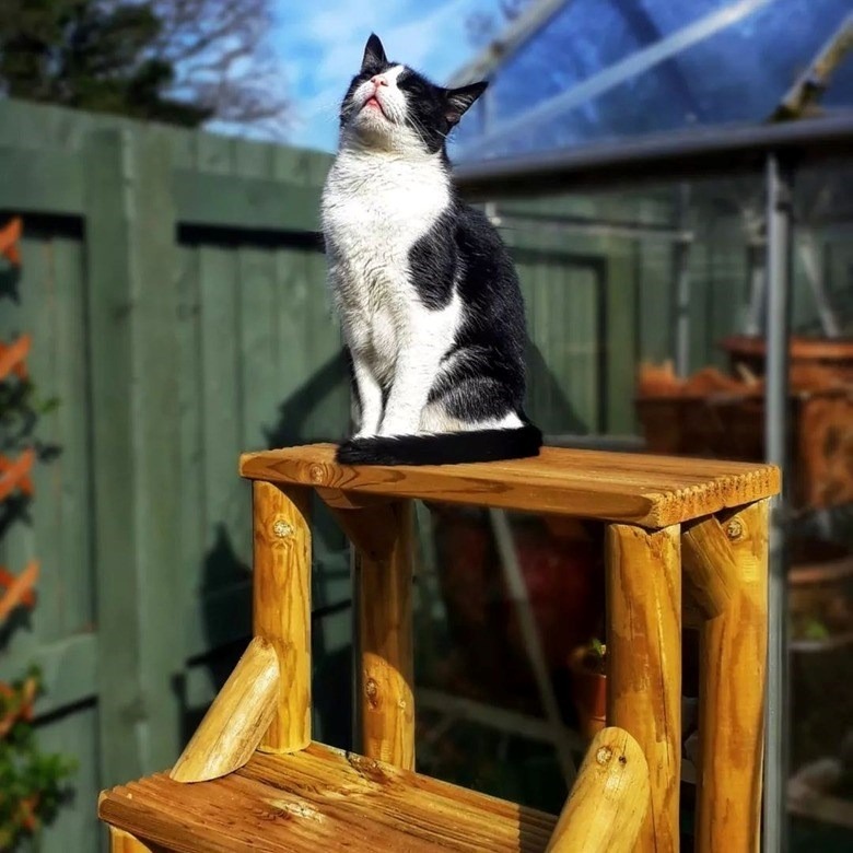 Black and white cat relaxing on a wooden stairway in a sunny garden.