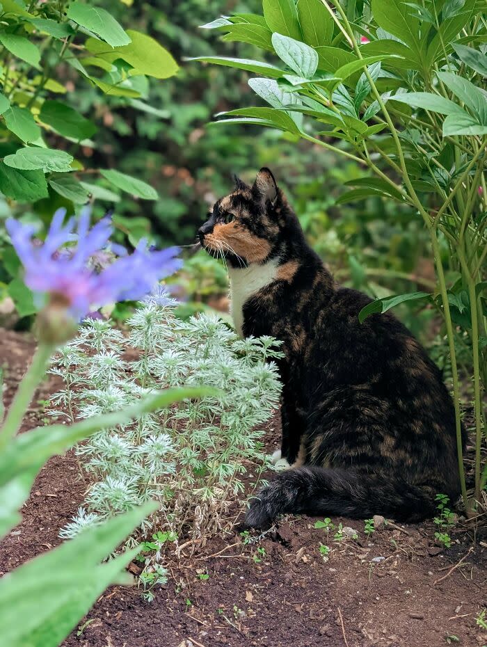 Calico cat resting in lush garden with vibrant flowers and green foliage.