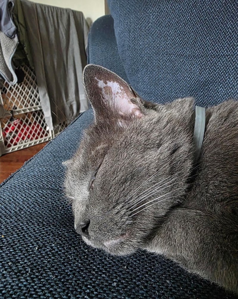 Peaceful grey cat sleeping on cozy blue couch in a warm, lived-in home.