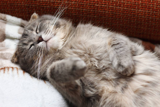 Relaxing gray cat sleeping peacefully on cozy blanket in warm, serene home setting.