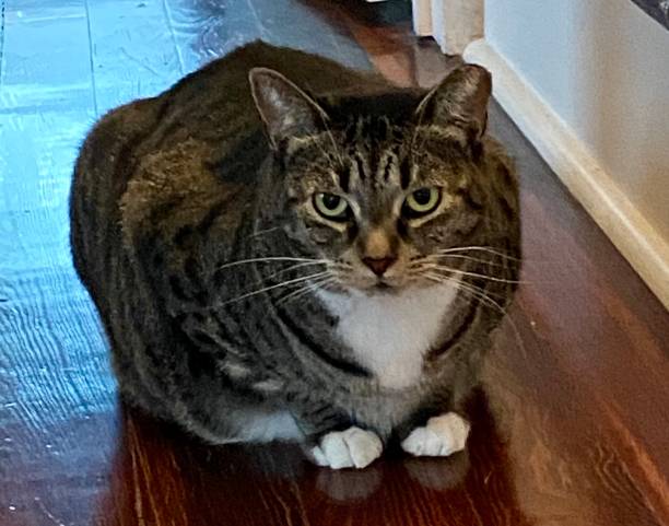 Adorable gray tabby cat with green-yellow eyes sitting on hardwood floor in cozy home interior.