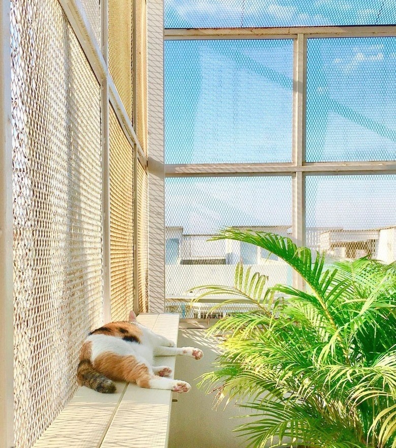 Relaxing cat on sunny windowsill with green plants and urban view in bright, tranquil indoor setting.