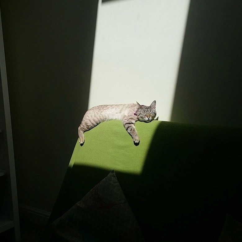 Relaxed gray tabby cat lounging on green cushion in sunlight indoors, enjoying a peaceful, cozy moment.