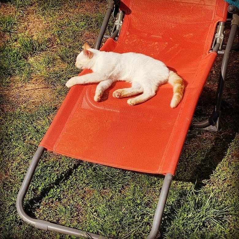 Relaxing white cat with orange markings on a vibrant orange lounge chair in lush garden.