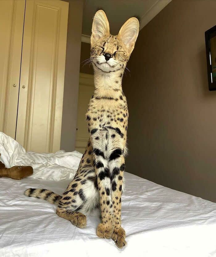 Graceful serval cat relaxing on bed with striking spots and large ears in cozy home setting.