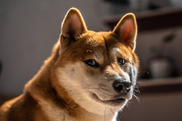 Close-up of a cheerful Shiba Inu with warm reddish fur and bright, curious eyes.