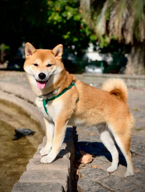 Smile-loving Shiba Inu dog standing by water on a green leash in scenic outdoor setting.