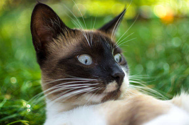 Beautiful Siamese cat with blue eyes and chocolate markings in lush green garden.