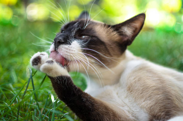 Siamese cat grooming outdoors on lush green grass in sunlight.