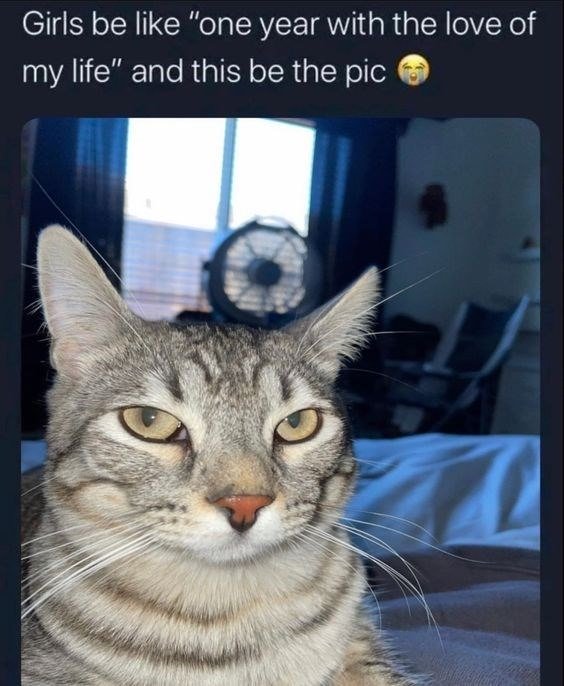 Unimpressed gray tabby cat with a sarcastic expression, humorously reflecting relationship social media posts.