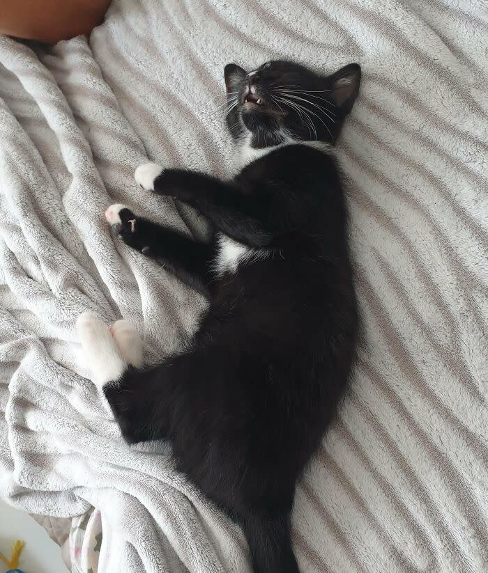 Cute black and white kitten sleeping peacefully on striped blanket in cozy, pet-friendly environment.