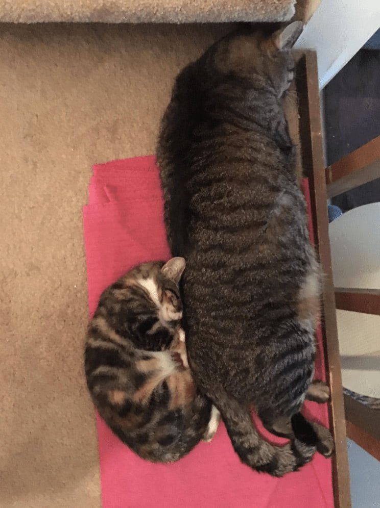 Two cozy cats cuddling on a beige carpet with a pink mat, showcasing feline companionship.