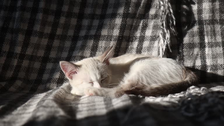 Adorable white and cream kitten peacefully naps on cozy checkered blanket in soft sunlight.