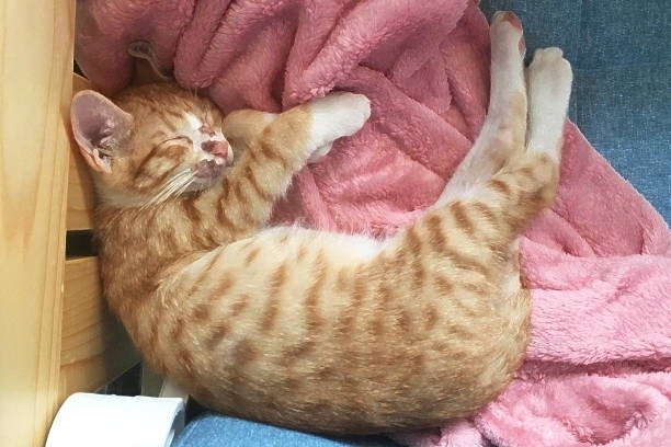 Cute orange tabby cat peacefully sleeping on pink fleece blanket in cozy home environment.