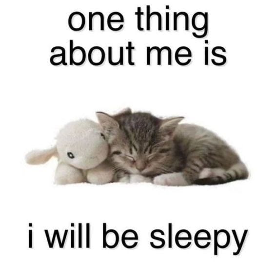 Cute sleeping kitten with plush sheep toy, showcasing cozy and adorable animal moments.
