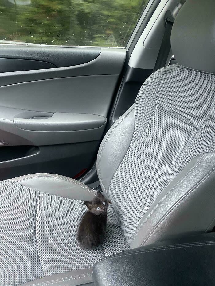 Adorable black kitten sitting on car seat with blue eyes during rainy day.