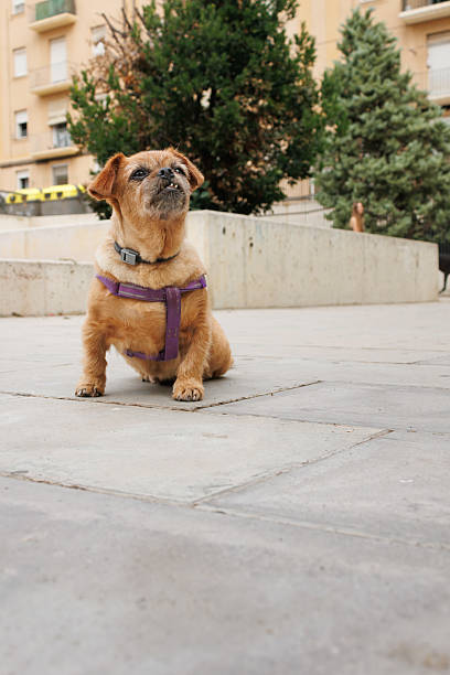 Small curious dog with purple harness sitting on urban stone pavement under sunny day.
