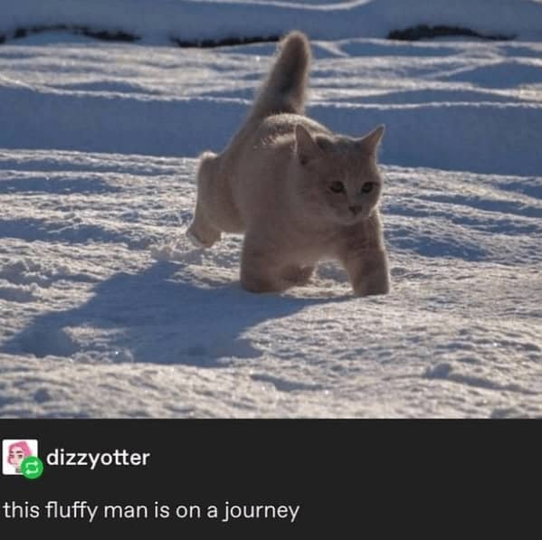 Fluffy light-colored cat exploring a snowy landscape with bright sunlight and textured snow.