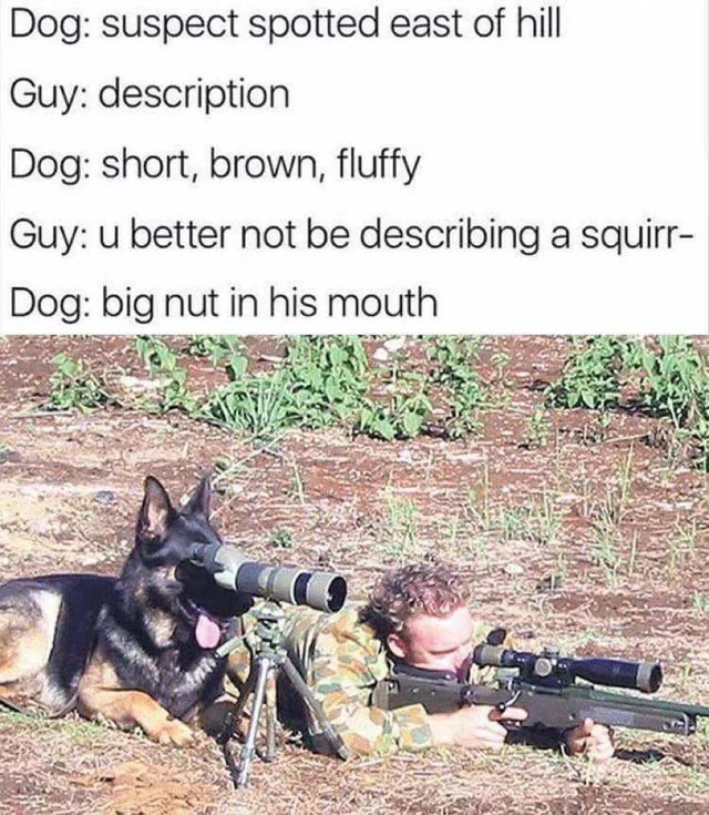 Humorous soldier and dog scene with sniper, revealing suspect as a squirrel with a nut.