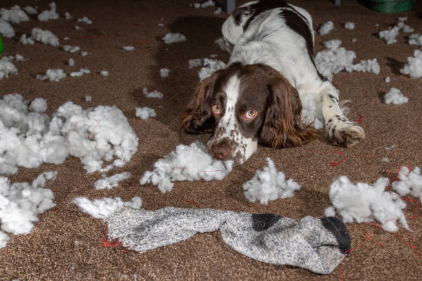 Playful Springer Spaniel destroys toy and sock, chaos on carpet with stuffing and pet mess.