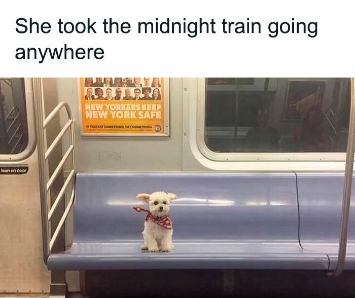 Small dog with red bandana on subway bench in New York City during late-night solitude.