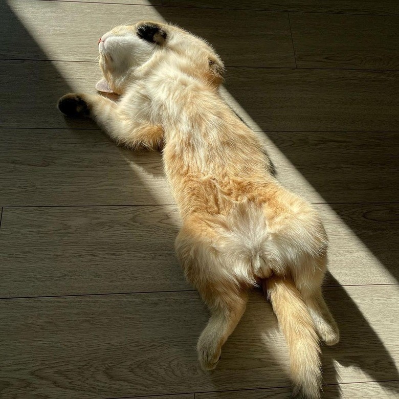 Relaxing golden cat sunbathing on wooden floor in warm sunlight.