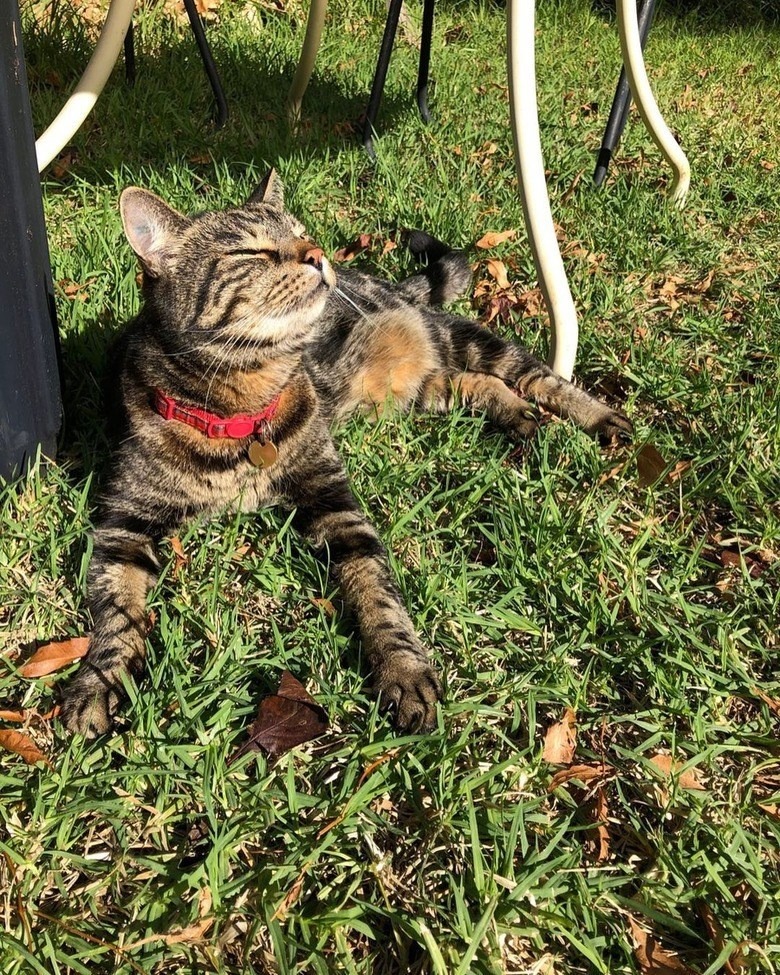 Relaxing tabby cat sunbathing on green grass in a garden with outdoor furniture.