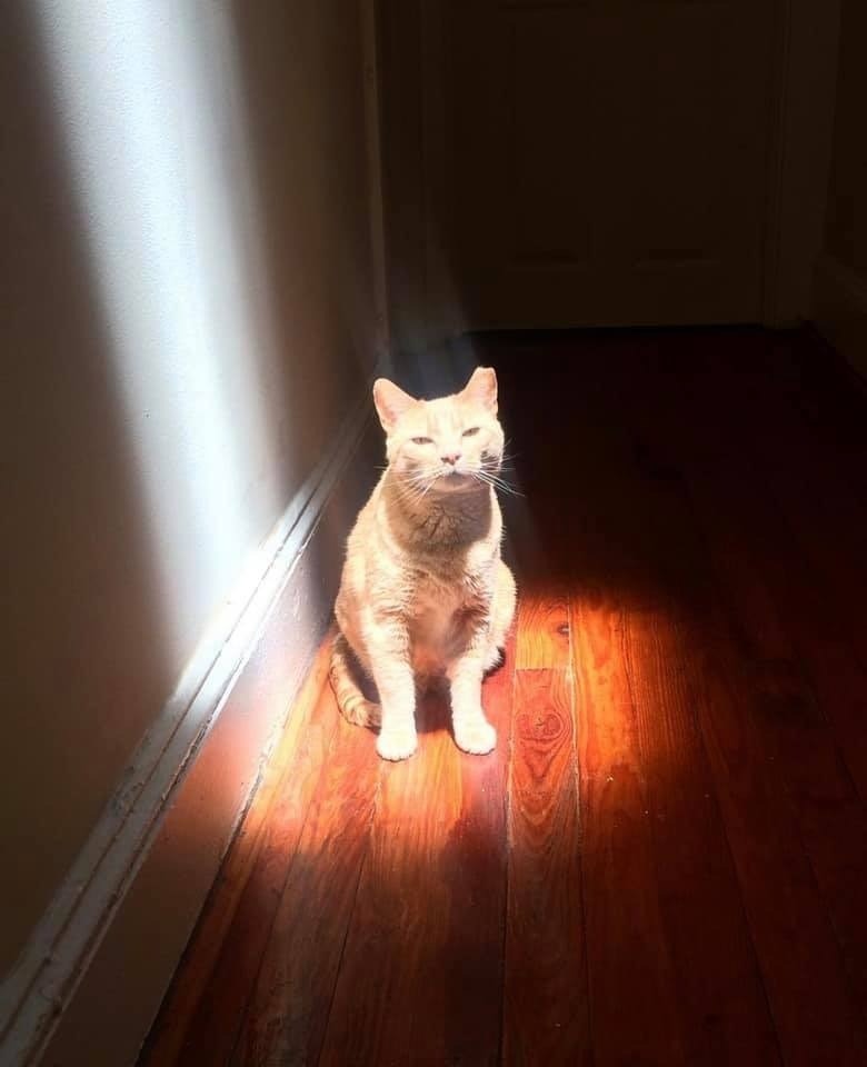 Ginger cat relaxing in sunlight on wooden floor in cozy hallway setting.