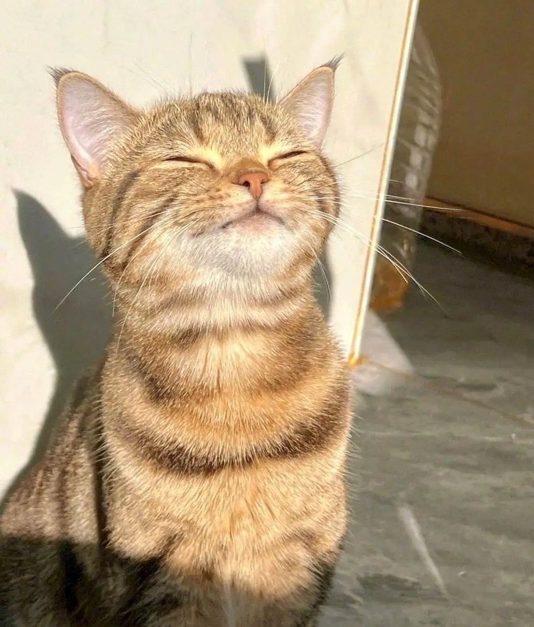Relaxed tabby cat basking in warm sunlight on a cozy afternoon.
