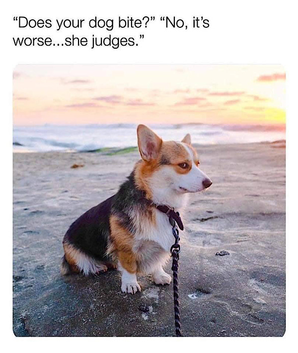 Corgi dog sitting on beach at sunset, looking curious with humorous she judges caption.